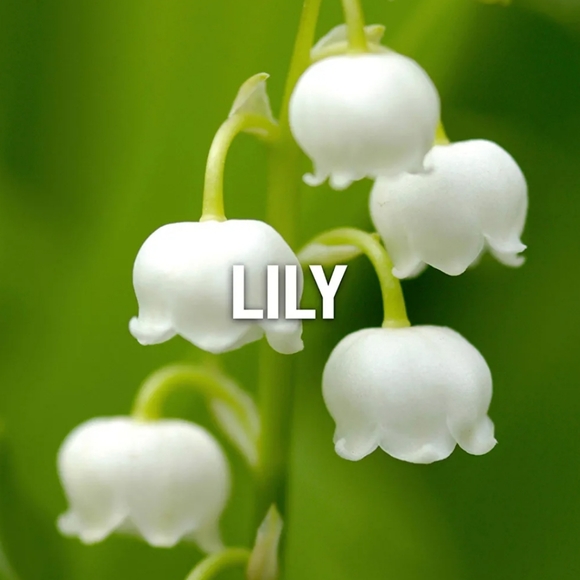 WINGS By Giorgio Beverly Hill For Women's - Picture 3 of 6